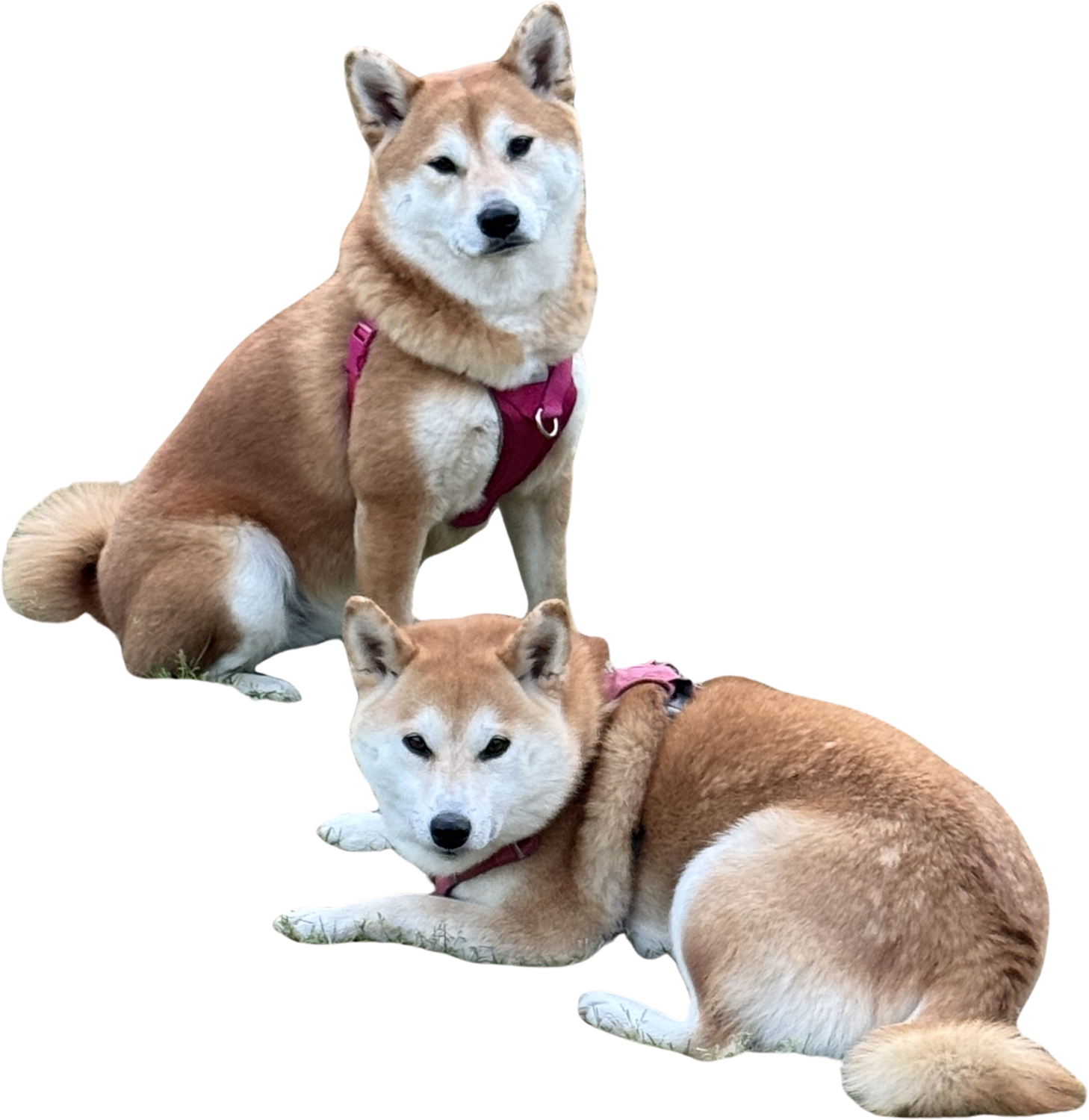 Hope and Fate, the Silly Shibas